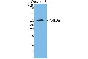 PAM antibody  (AA 21-288)