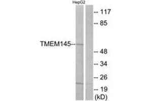 Western blot analysis of extracts from HepG2 cells, using TMEM145 Antibody. (TMEM145 抗体  (AA 58-107))