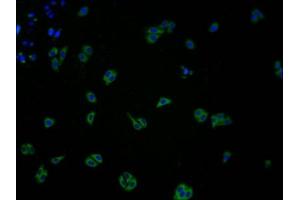 Immunofluorescence staining of HepG2 cells with ABIN7147879 at 1:100, counter-stained with DAPI. (Claudin 11 抗体  (AA 23-82))