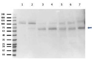 Western Blot of Rabbit anti-Abi1 antibody. (ABI1 抗体  (C-Term))