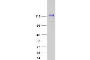 Western Blotting (WB) image for Neuroligin 4 (NLGN4) (Transcript Variant 2) protein (Myc-DYKDDDDK Tag) (ABIN2727168)