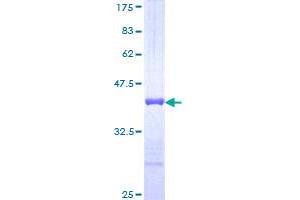 Image no. 1 for LI Cadherin (AA 24-131) protein (GST tag) (ABIN1348895)