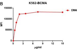 B. (BCMA 抗体  (AA 1-54))
