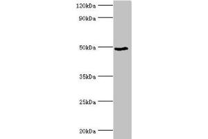 Western blot All lanes: BANP antibody at 6 μg/mL + HepG2 whole cell lysate Secondary Goat polyclonal to rabbit IgG at 1/10000 dilution Predicted band size: 57, 52, 49, 54, 55, 51, 56 kDa Observed band size: 49 kDa (BANP 抗体  (AA 1-260))
