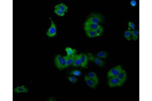Immunofluorescence staining of HepG2 cells with ABIN7167660 at 1:130, counter-stained with DAPI. (RXFP2 抗体  (AA 33-158))