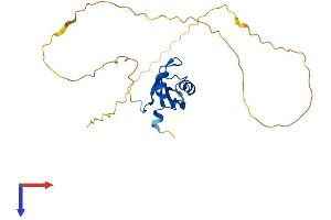 AlphaFold protein structure predicition of Mouse Recombinant Rbm11 Protein, UniprotID Q80YT9 (RBM11 Protein (AA 1-238) (His tag))