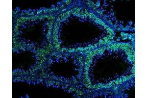 IF analysis of DDX4 using anti-DDX4 antibody (ABIN7601203). (DDX4 抗体  (AA 3-666))