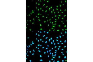 Immunofluorescence analysis of HeLa cell using NCF2 antibody. (NCF2 抗体  (AA 227-526))