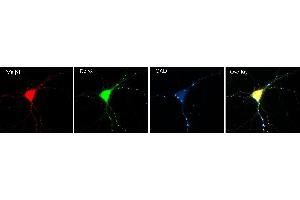 anti-gamma-aminobutyric Acid (GABA) A Receptor, Subunit beta 1 (GABRB1) (AA 327-450) antibody