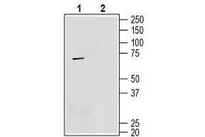 Western blot analysis mouse BV-2 microglia cell lysate: - 1. (TMEM119 抗体  (Extracellular, N-Term))