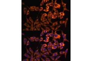Immunofluorescence analysis of L929 cells using MT-ND3 antibody (ABIN7268601) at dilution of 1:100. (MT-ND3 抗体)