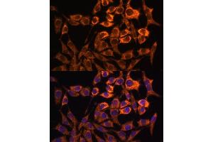 Immunofluorescence analysis of L929 cells using MT-ND3 antibody (ABIN7268601) at dilution of 1:100.