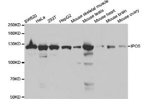 Western blot analysis of extracts of various cell lines, using IPO5 antibody (ABIN5971032) at 1/1000 dilution. (Importin 5 抗体)