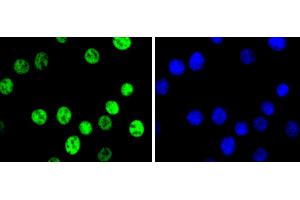NIH/3T3 cells were fixed in paraformaldehyde, permeabilized with 0. (C-JUN 抗体)