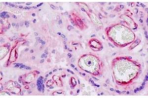Human Placenta, Endothelium: Formalin-Fixed, Paraffin-Embedded (FFPE) (Nidogen 1 抗体  (AA 219-268))