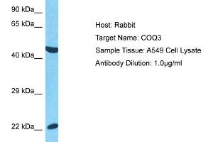 Host:  Rabbit  Target Name:  COQ3  Sample Type:  A549 Whole Cell lysates  Antibody Dilution:  1. (COQ3 抗体  (N-Term))