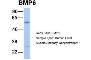 Host: Rabbit  Target Name: BMP6  Sample Tissue: Human Fetal Muscle  Antibody Dilution: 1. (BMP6 抗体  (N-Term))