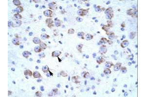 Image no. 1 for anti-Cation Channel, Sperm Associated 2 (CATSPER2) (AA 31-80) antibody (ABIN203121) (CATSPER2 抗体  (AA 31-80))
