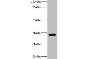 Western blot All lanes: HYLS1 antibody at 8 μg/mL + Hela whole cell lysate Secondary Goat polyclonal to rabbit IgG at 1/10000 dilution Predicted band size: 34 kDa Observed band size: 34 kDa (HYLS1 抗体  (AA 70-299))