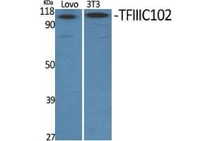 Western Blot (WB) analysis of specific cells using TFIIIC102 Polyclonal Antibody. (GTF3C3 抗体  (N-Term))