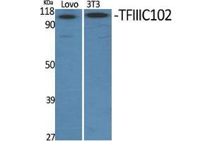 Western Blotting (WB) image for anti-General Transcription Factor IIIC, Polypeptide 3, 102kDa (GTF3C3) (N-Term) antibody (ABIN3187241)