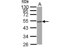 Western Blotting (WB) image for anti-Tubulin, beta 2C (TUBB2C) (Internal Region) antibody (ABIN1493535) (TUBB2C 抗体  (Internal Region))