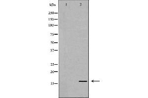 Western blot analysis of extracts of HeLa  using H3K79me2 antibody. (Histone 3 抗体  (H3K79me2))