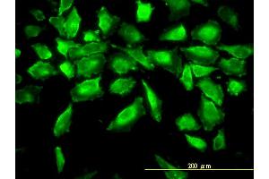 Immunofluorescence (IF) image for anti-Aminoacylase 1 (ACY1) (AA 1-408) antibody (ABIN559777)