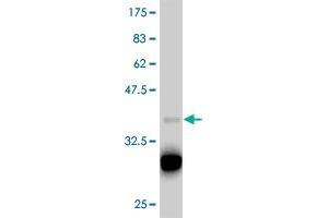 Western Blot detection against Immunogen (37. (T-Box 18 抗体  (AA 454-560))