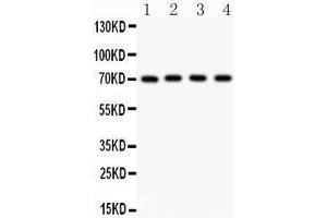 Western Blotting (WB) image for anti-Neuregulin 1 (NRG1) (AA 2-241) antibody (ABIN3043580) (Neuregulin 1 抗体  (AA 2-241))
