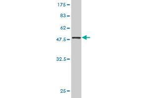 Western Blotting (WB) image for anti-RAB7, Member RAS Oncogene Family-Like 1 (RAB7L1) (AA 1-203) antibody (ABIN522412)