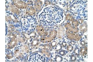 GLS2 antibody was used for immunohistochemistry at a concentration of 4-8 ug/ml to stain EpitheliaI cells of renal tubule (arrows) in Human Kidney.