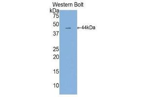 Western Blotting (WB) image for anti-Interleukin 6 (IL6) (AA 30-212) antibody (ABIN1859436) (IL-6 抗体  (AA 30-212))