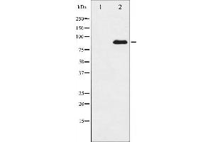Western blot analysis of SP1 expression in HT29 whole cell lysates,The lane on the left is treated with the antigen-specific peptide. (SP1 抗体  (C-Term))