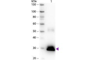 Western blot of Peroxidase conjugated Goat Anti-Rabbit IgG F(c) secondary antibody. (山羊 anti-兔 IgG (Fc Region) Antibody (HRP))