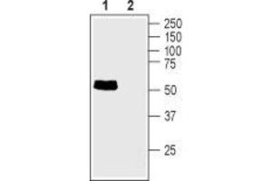 Western blot analysis of rat small intestine lysate: - 1. (TAUT 抗体  (C-Term, Intracellular))