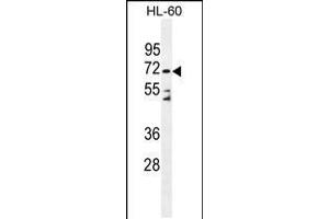 Western blot analysis in HL-60 cell line lysates (35ug/lane). (DPP3 抗体  (C-Term))