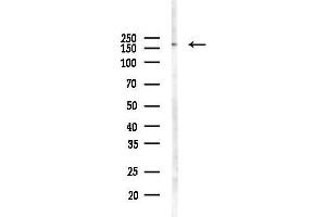 Western blot analysis of lysates from HUVEC cells(starvation 24h treatment), using ABC Antibody at 1/1000 dilution.