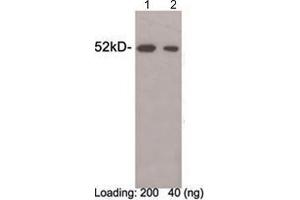 Western blot analysis of DYKDDDDK fusion protein (MW~ 49 kDa) using 1 µg/mL Rabbit Anti-DYKDDDDK-tag Polyclonal Antibody (ABIN398402) Lane 1-2: DYKDDDDK-tag fusion protein expressed in E. (DYKDDDDK Tag 抗体)