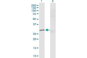 Western Blotting (WB) image for anti-cAMP Responsive Element Binding Protein 1 (CREB1) (AA 1-327) antibody (ABIN514577)