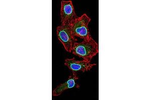 Immunofluorescence analysis of HepG2 cells using LMNB2 mouse mAb (green).