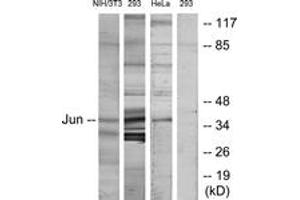 Western blot analysis of extracts from HeLa/293/3T3 cells, using c-Jun (Ab-170) Antibody. (C-JUN 抗体  (AA 137-186))