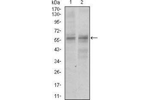 Western blot analysis using GNL3 mouse mAb against NIH3T3 (1) and PC-3 (2) cell lysate. (Nucleostemin 抗体  (AA 1-226))