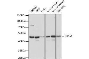 Western blot analysis of extracts of various cell lines, using OXSM antibody (ABIN7265334) at 1:1000 dilution. (OXSM 抗体  (AA 80-459))