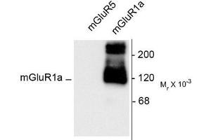 Image no. 1 for anti-Glutamate Receptor, Metabotropic 1 (GRM1) (C-Term) antibody (ABIN372668) (Metabotropic Glutamate Receptor 1 抗体  (C-Term))