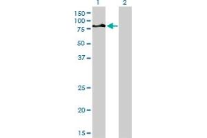 Western Blot analysis of DVL3 expression in transfected 293T cell line by DVL3 monoclonal antibody (M04), clone 4H2.