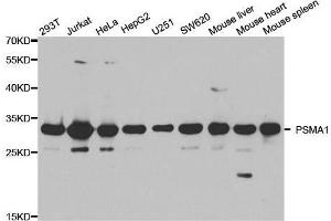 Western blot analysis of extracts of various cell lines, using PSMA1 antibody. (PSMA1 抗体  (AA 1-263))