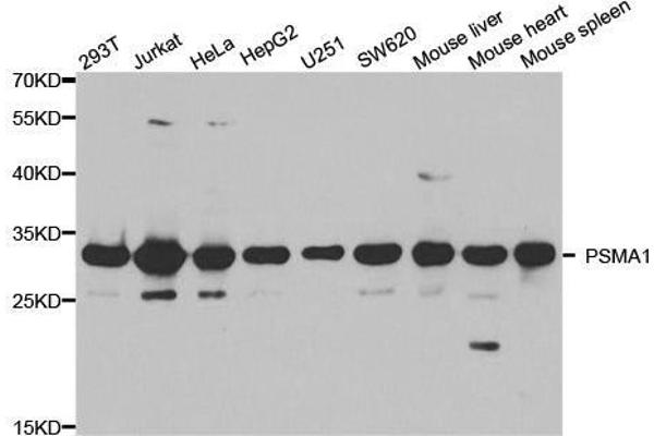 PSMA1 antibody  (AA 1-263)