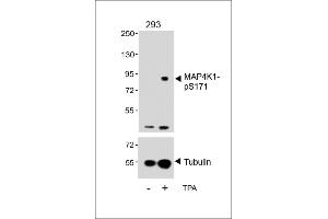 Western blot analysis of lysates from 293 cell line, untreated or treated with T, 200nM, 30 min, using P4K1-p(upper) or Tubulin (lower). (MAP4K1 抗体  (pSer171))