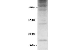 Western blot analysis of Human HEK93 lysates showing detection of Ubiquitin protein using Rabbit Anti-Ubiquitin Polyclonal Antibody . (Ubiquitin 抗体  (Atto 390))